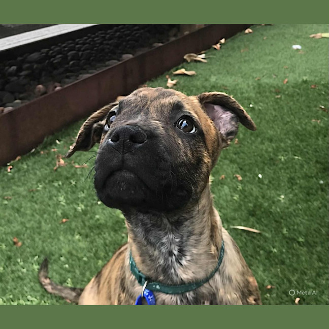 Photo of Ridge   14 Week Old Ridgeback X