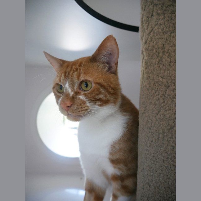 Photo of Ginger Sta013276