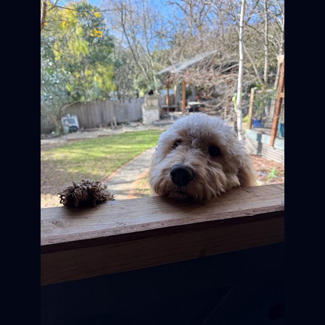 Photo of Chewy Clausen 