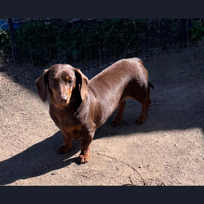 Photo of Ruby
