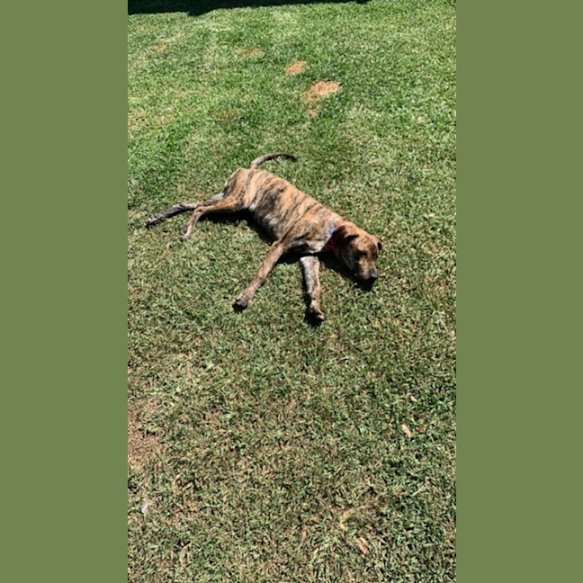 Photo of Buzz   9 Month Old Mixed Breed