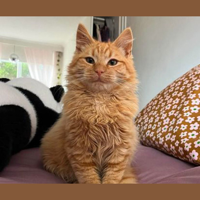 Photo of Ziggy