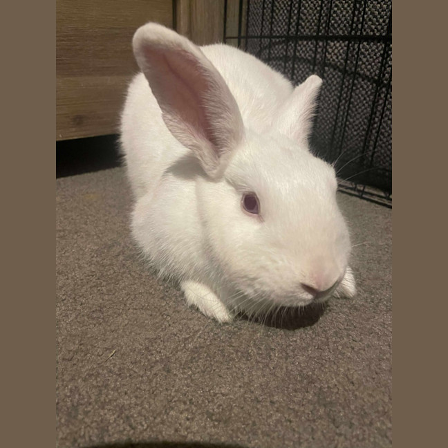 Photo of Happy Gizmo