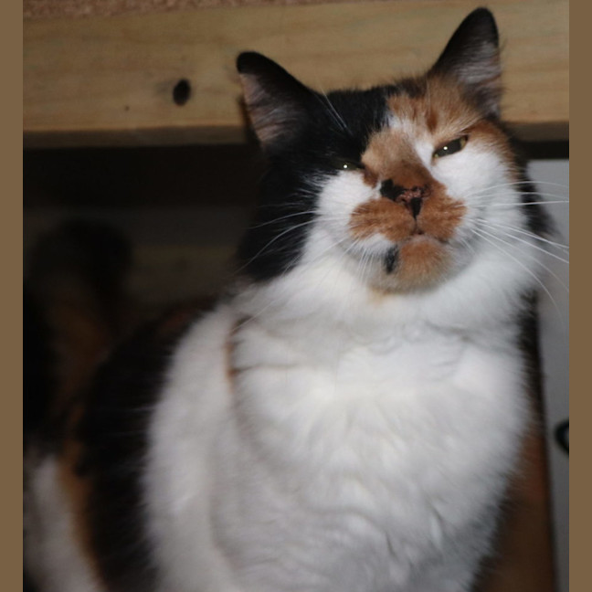 Photo of Heidi   Now At Pet Quarters Thornton