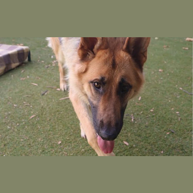 Photo of Tiki