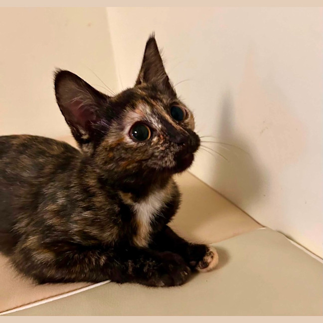 Photo of Pancake
