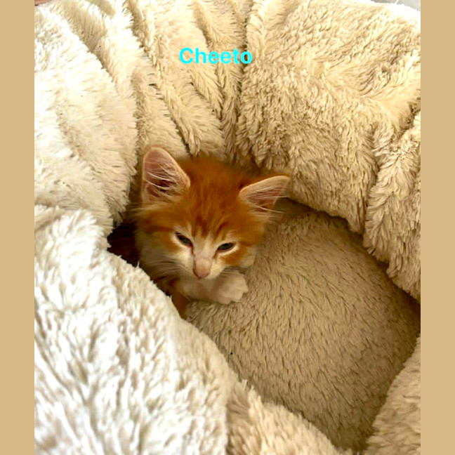 Photo of Cheeto