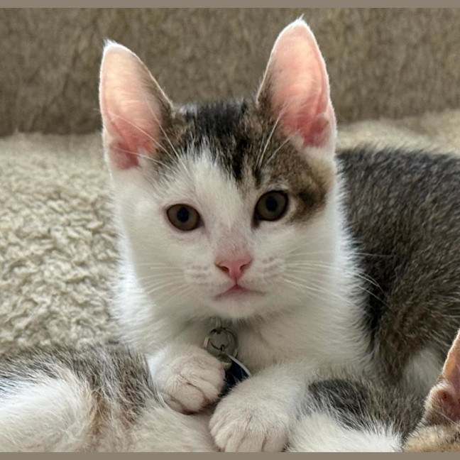 Photo of Frankie