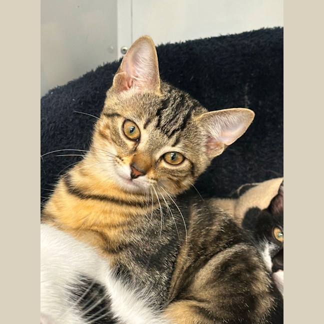 Photo of Olive 🫒🦋