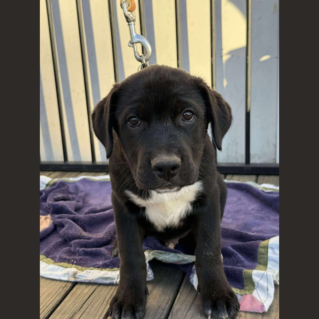 Photo of Jasper