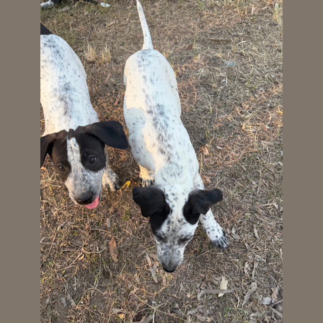 Photo of Domino (Bessie's Puppy)