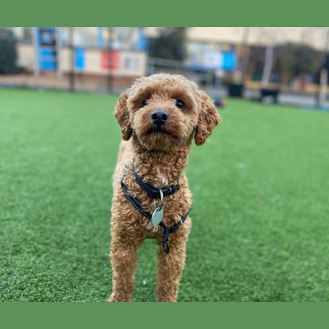 Photo of Freddy