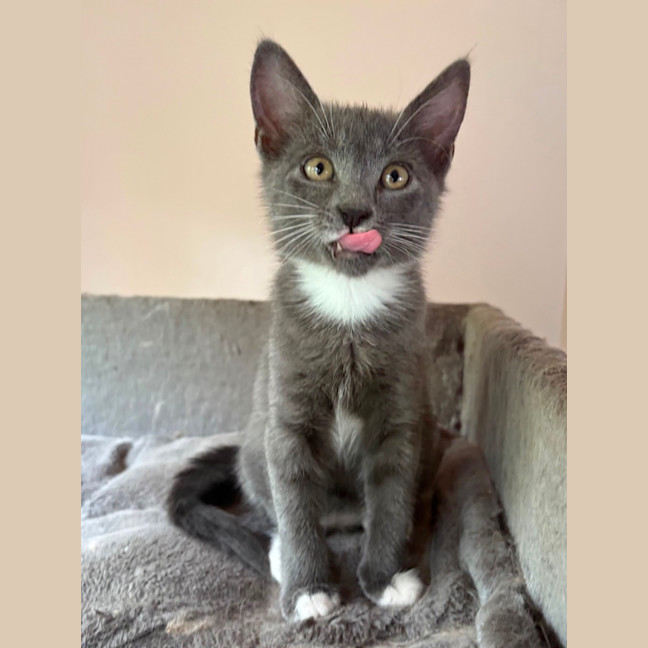Photo of Mia 💕😽🐾