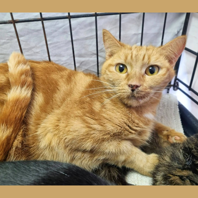 Photo of Citron