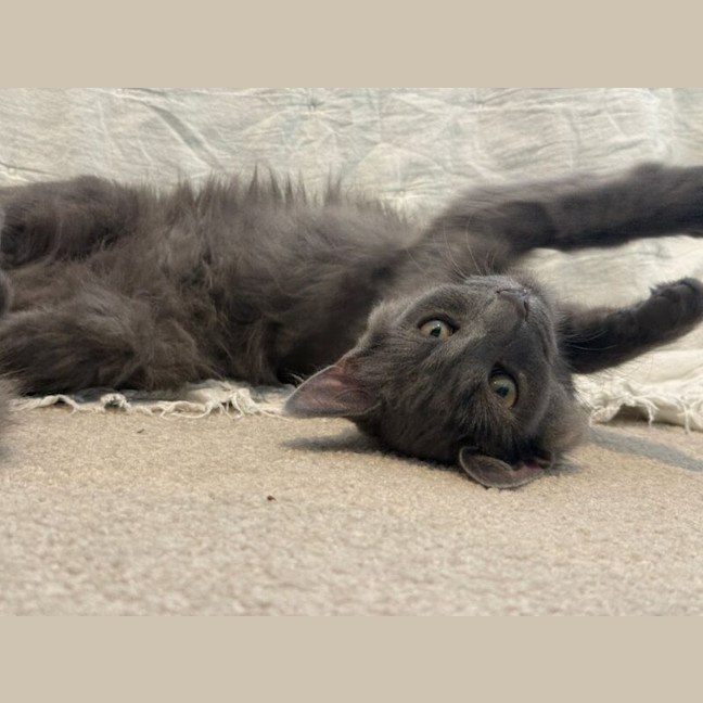 Photo of Earl Grey