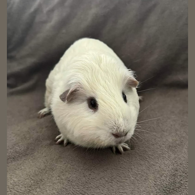 Photo of Snowball
