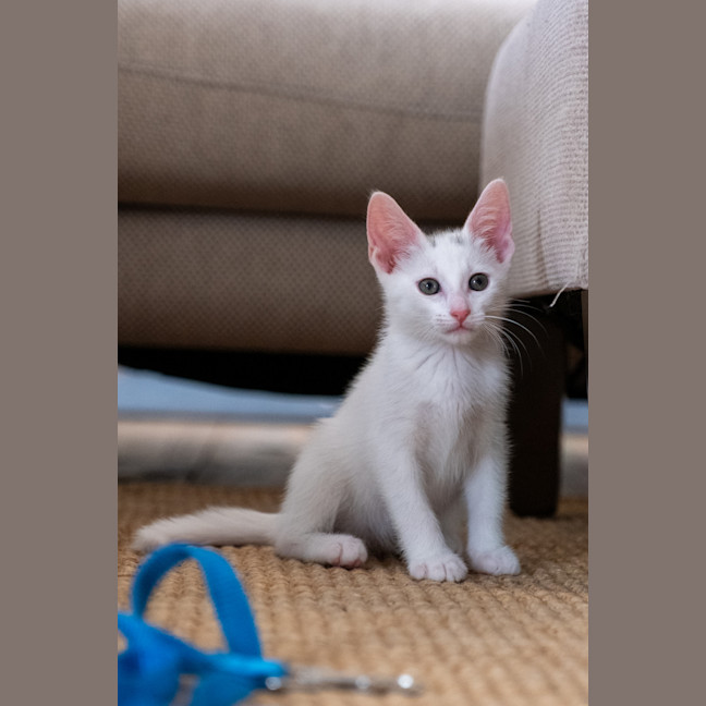 Photo of Loki