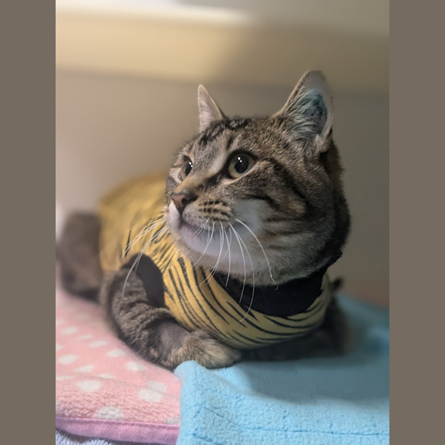 Photo of 🥔 Purrtato 6326 🥔