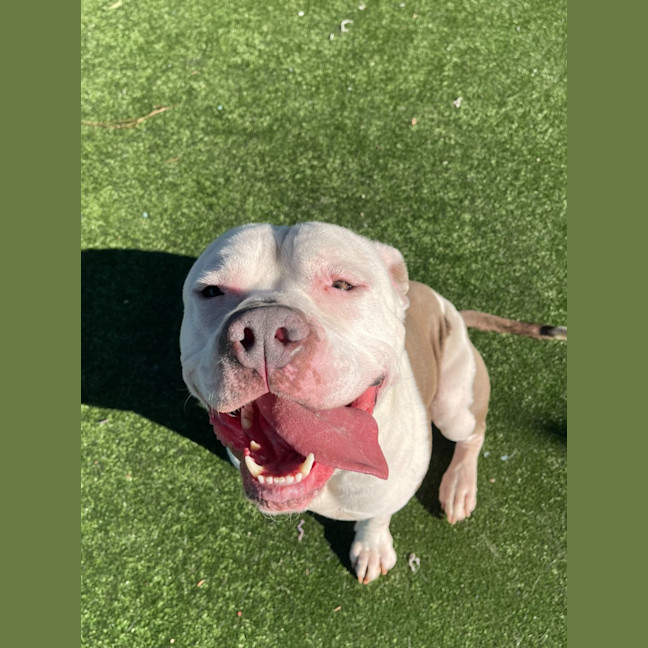 Photo of Kodiak Imp 1212