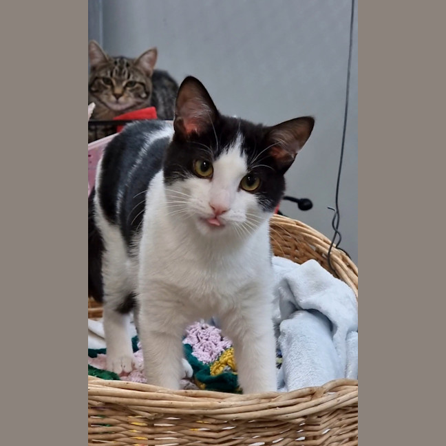 Photo of Casper