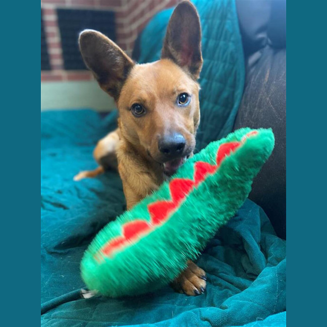 Photo of Dingo