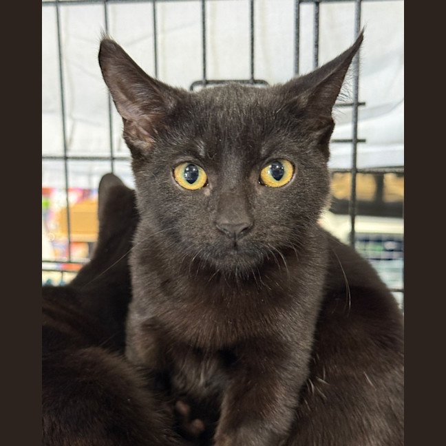 Photo of Zephyr