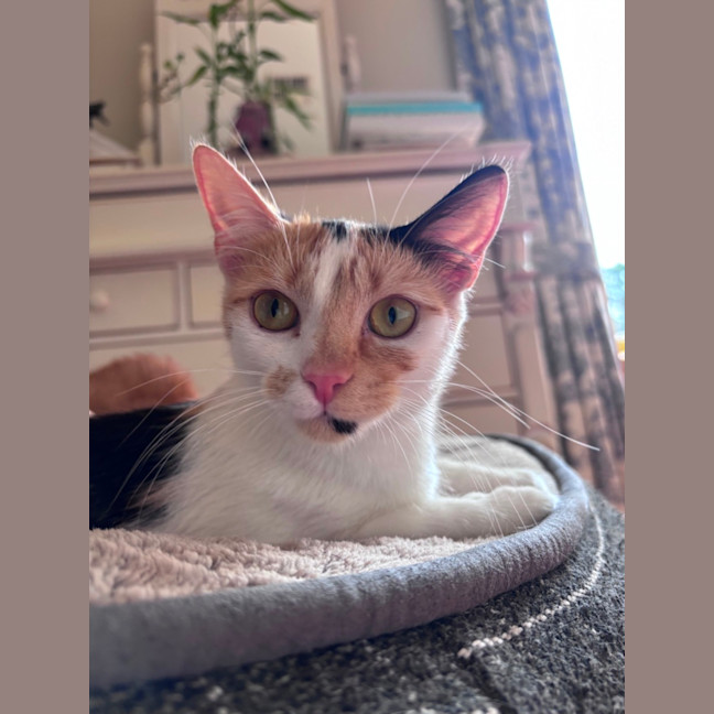Photo of Clementine 