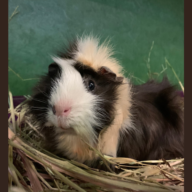 Photo of Bandit