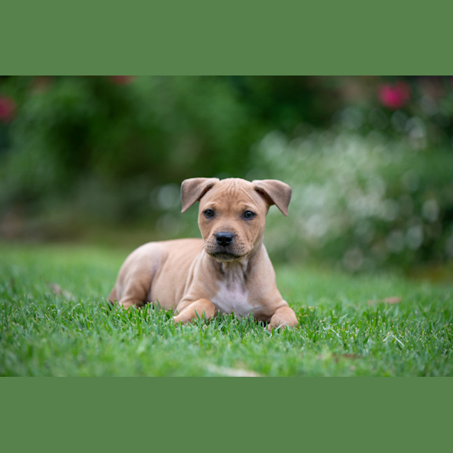 Photo of Nyla