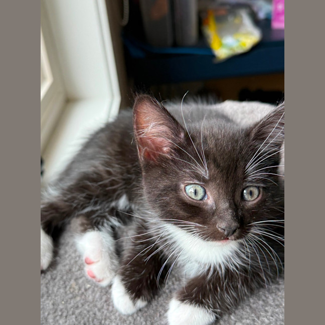 Photo of Fauna Meet Me At Petstock Chelsea