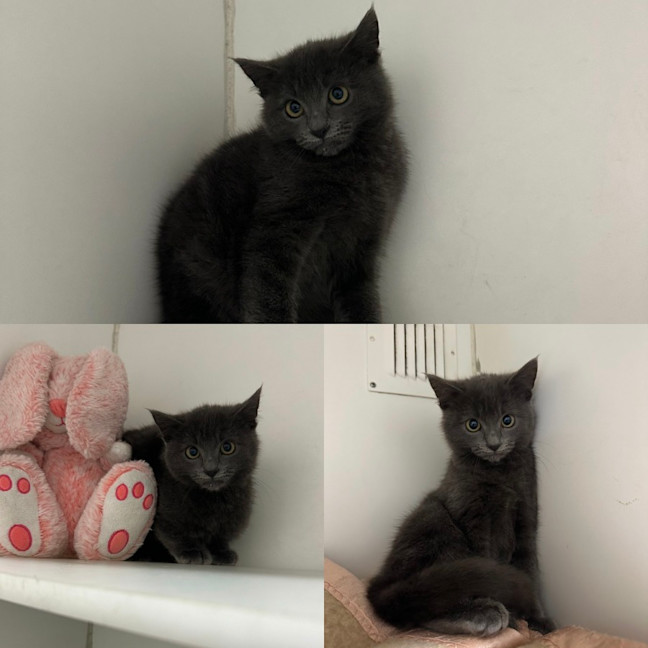 Photo of Merlin