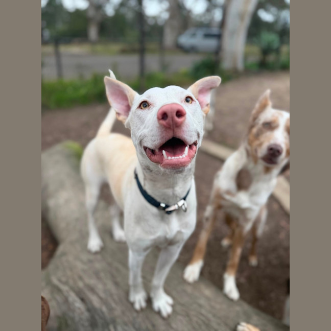 Photo of Marshmallow 