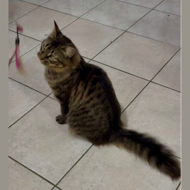 Photo of Pepper