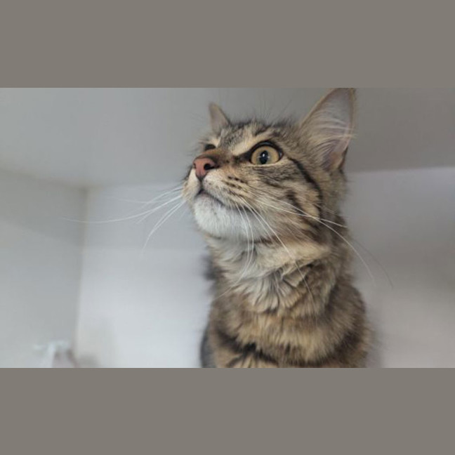 Photo of Momo