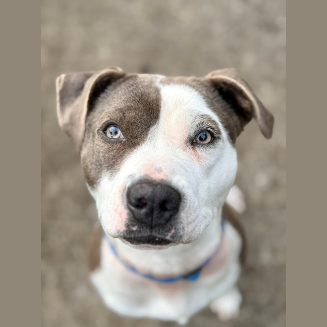 Photo of Shelby 