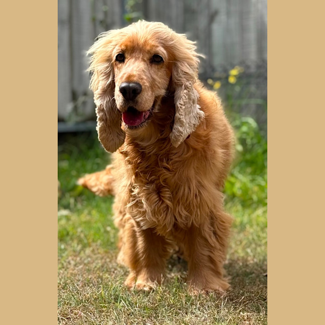 Photo of Goldy