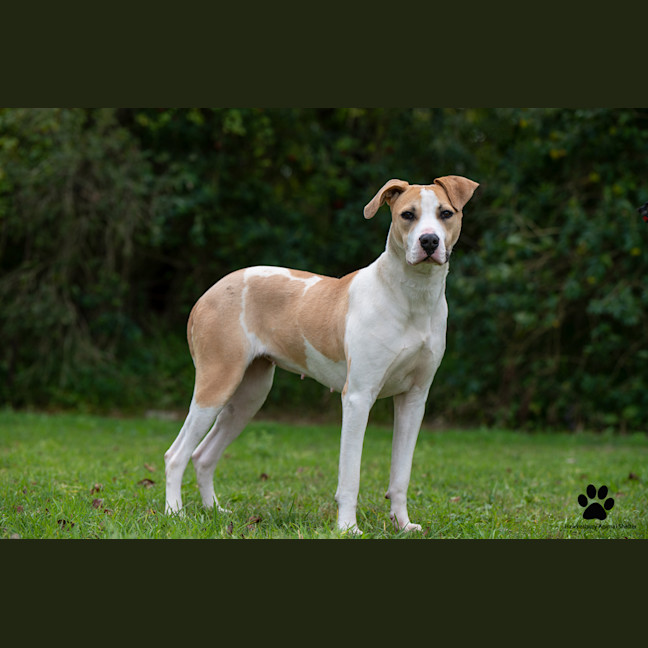 Photo of Shylo
