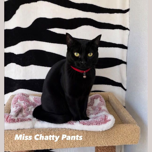 Photo of Miss Chatty Pants