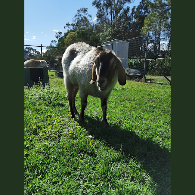 Photo of Cocoa