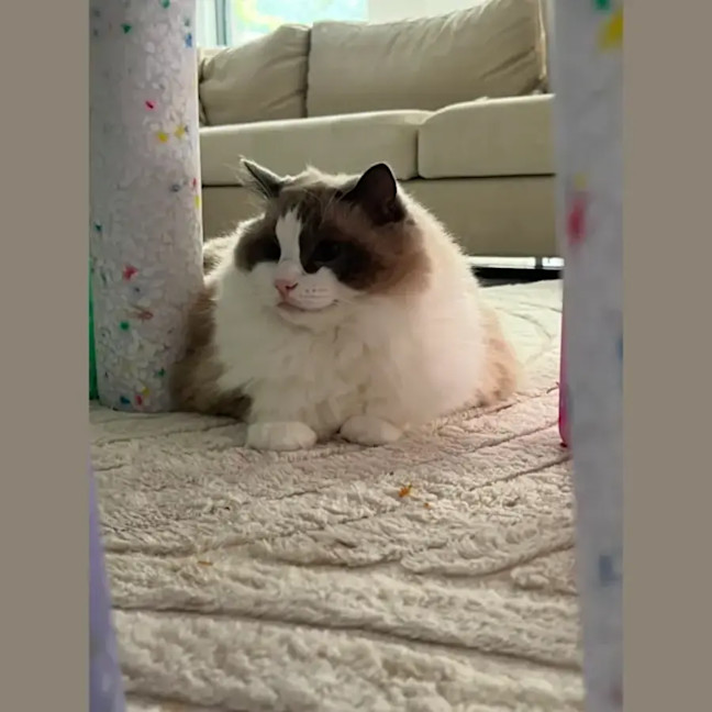 Photo of Loki