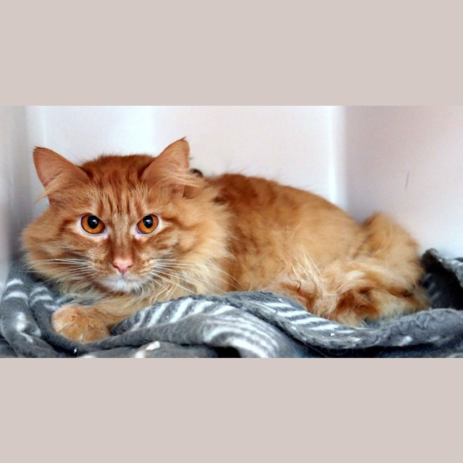 Photo of Caramel Sta013578