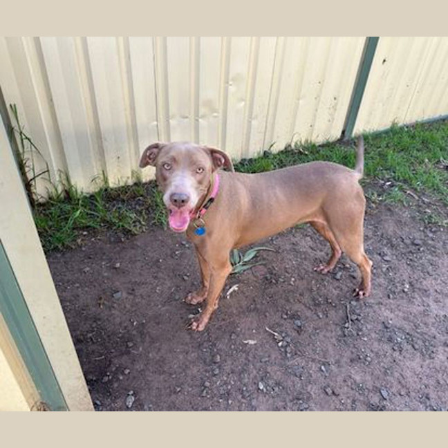 Photo of Bluebell