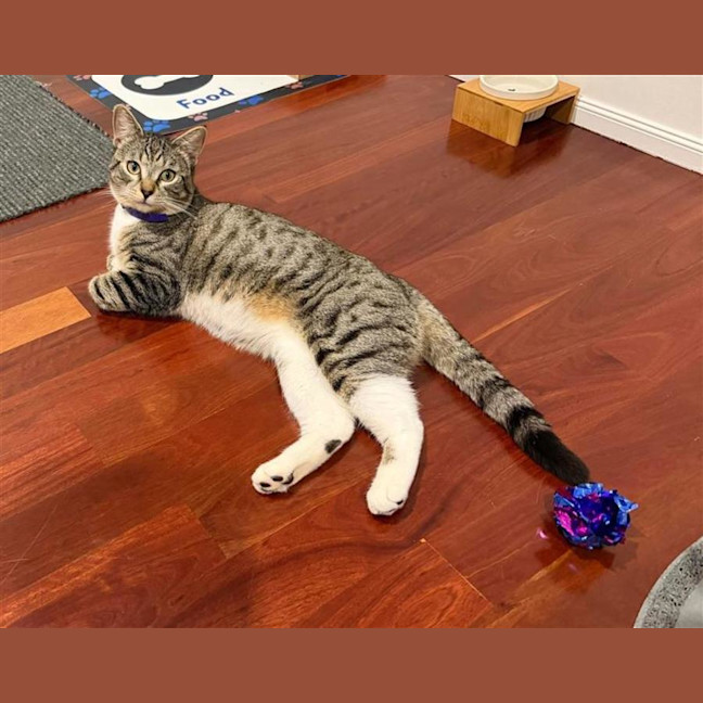 Photo of Felix