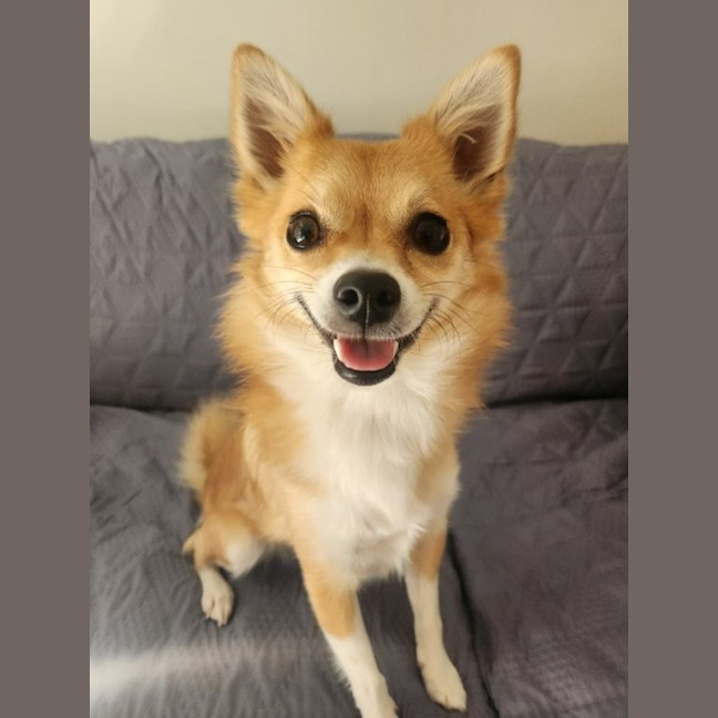 Photo of Pixie   3 Year Old Pomeranian X Jack Russell