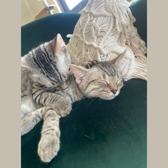 Photo of Pia And Pippin