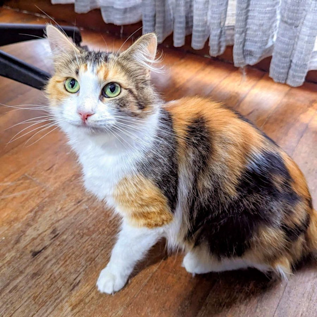Photo of Belle