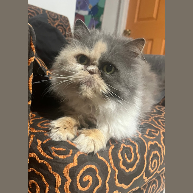 Photo of Boots Betty