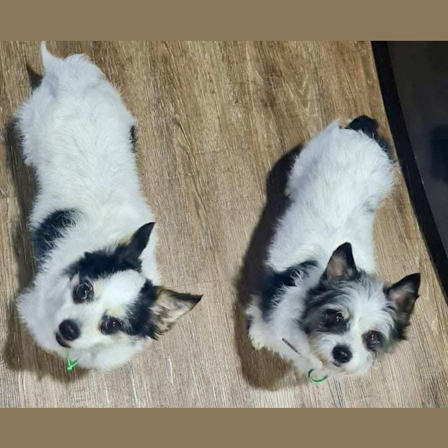 Photo of Scruffy And Bozzi