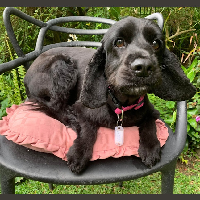 Photo of Ziva