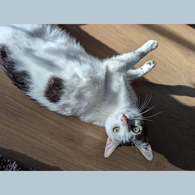 Photo of Simba